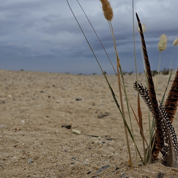 Meet your Posher, Lehalnyn - Picture 1 of 1